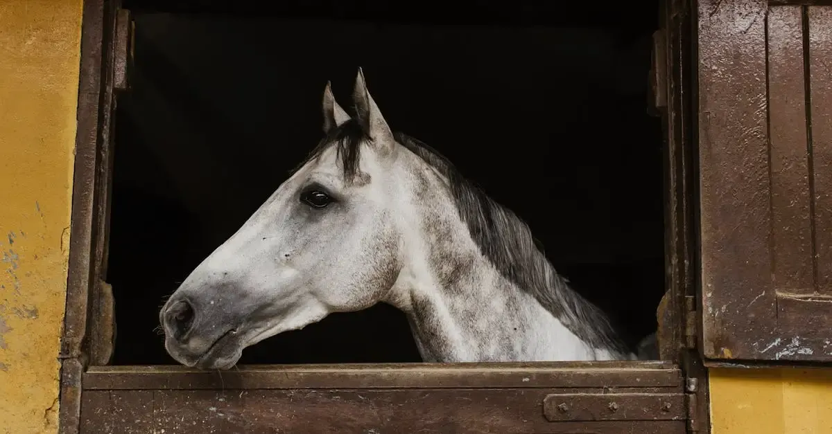 Abri chevaux sans permis de construire